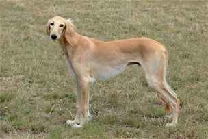 Saluki