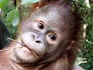 kolka pro orangutany