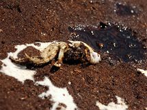 Krab pokryt ropou na behu Mexickho zlivu (24. ervna 2010)