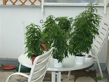 V pronajatm byt na sdliti Lesn v Brn odhalili policist pstrnu marihuany