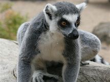 Lemur kata v prask zoo.