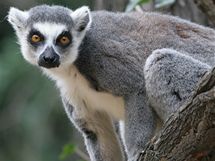 Lemur kata v prask zoo.