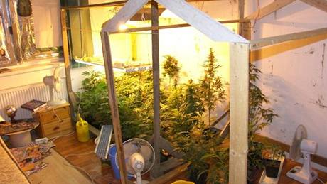 V byt na Lesné v Brn odhalili policisté pstírnu marihuany