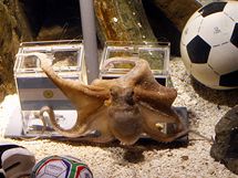 Chobotnice se nemohla dlouho rozhodnout, jestli vybrat Nmecko nebo Argentinu