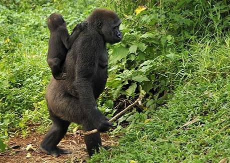 Goril samice s hol v ruce nese na zdech mld 