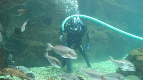 Hlavní lákadlo krétského akvária se prohání ve velké nádri za sklem návtvníkm na dosah