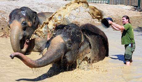 Zoo v Ústí nad Labem sprchuje v horkých dnech slony