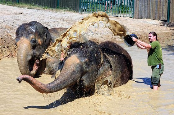 Zoo v Ústí nad Labem sprchuje v horkých dnech slony