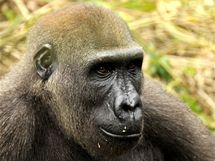 Gorily z parku Mefou