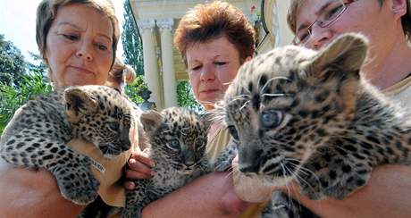 Kest trojat levhart perských v Zoo Dvr králové nad Labem
