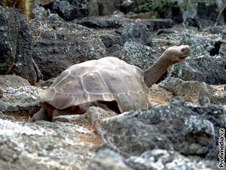 Unikátní fauna a flóra Galapág fascinovala u Charlese Darwina