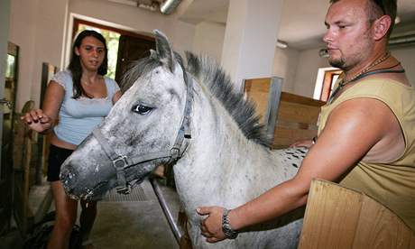 Nov prstky v brnnsk Zoo - zskala dva ponky plemene mini appaloosa. 