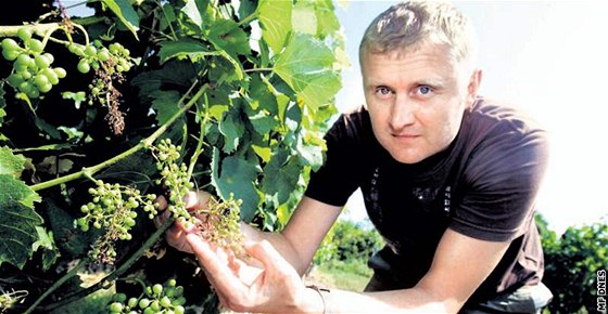 Vina Zbynk Vaura z Poleovic ukazuje hrozny odrdy Chardonnay ve vinohradu Novosady, které napadla plíse révová