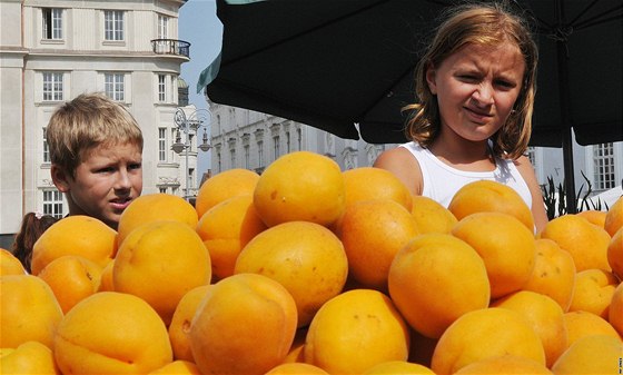 eské meruky pomrzly kvli nezvykle silným mrazm (ilustraní foto).