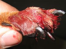 Na prvn pohled zrann tlapky vypadalo na vytren drp, ve skutenosti eskaltor psovi amputoval dva prsty