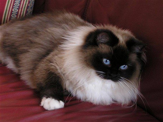 Ragdoll ve variant seal mitted