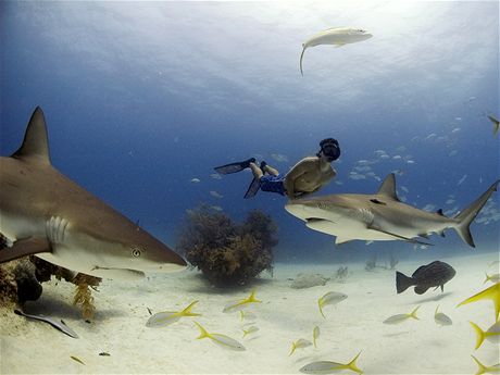 Plavn se raloky na Bahamch