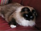 Ragdoll ve variant seal mitted