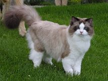 Ragdoll ocen monost pobytu na zahrad