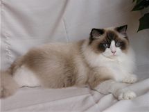 Ragdoll ve variant seal bicolor