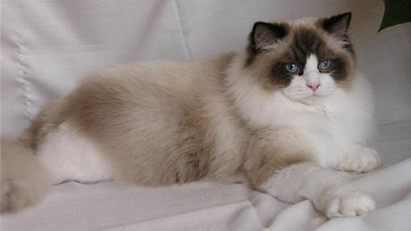 Ragdoll ve variant seal bicolor