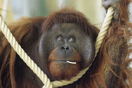 Orangutani v zoo se budou uit houpat ve vtvích
