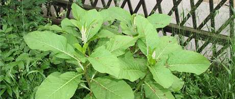 Lidlo jedl (Phytolacca esculenta) je to vytrval lys bylina a 1,5 metru vysok a irok, kter pochz z jihovchodn Asie.