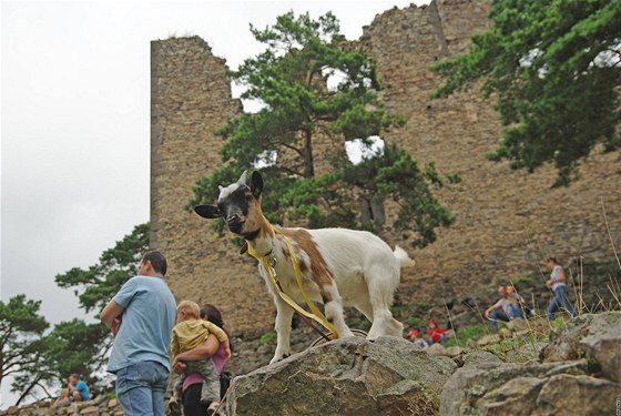 Jlinka, vítzka soute Miss koza na hrad Helfenburk