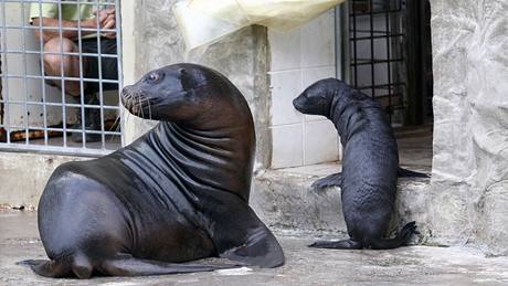 Liberecká zoo vypustila 17. srpna do venkovního výbhu mlád lachtana hivnatého 