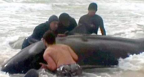 Dobrovolníci se snaí odtháhnout velrybu zpátky do moe (20. srpna 2010)