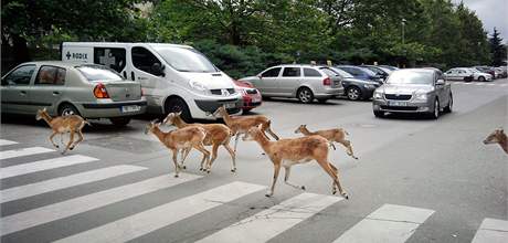 Mufloni se vydali pes ulici nejbezpenjí cestou, po pechodu.