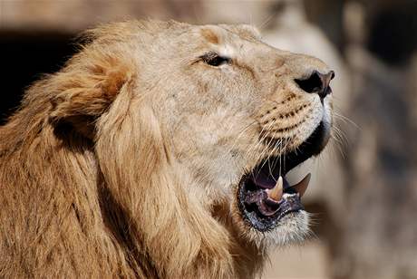 Lev indický jménem Parys, nový pírstek praské zoologické zahrady