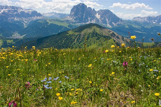 Louka u horní stanice lanovky Seceda svítí lutými kvty upolín