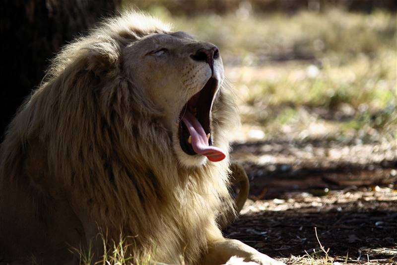 I kdy jste v bezpeí auta, nahání lev poád hrzu. Tenhle byl vyfocen v Jihoafrické republice.