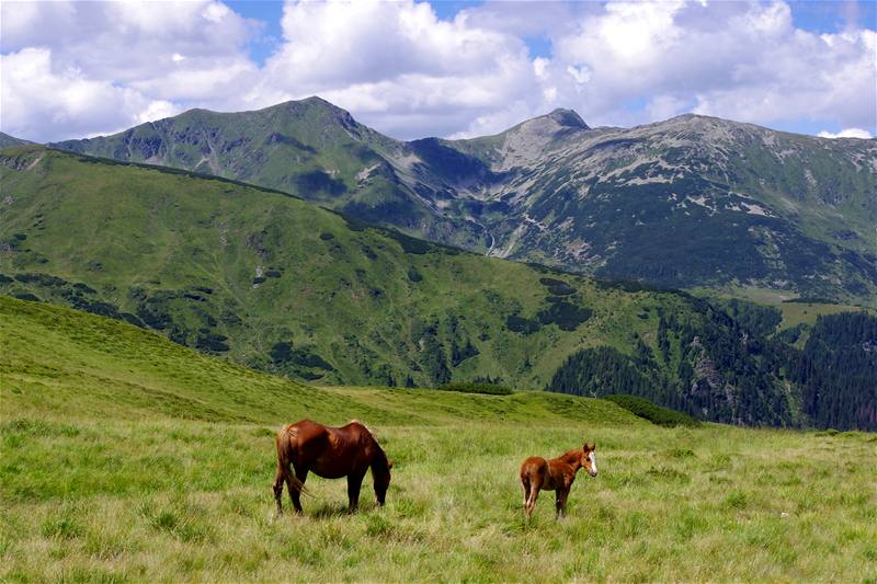 Rumunsko. Karpatská idyla na Rodn, v pozadí nejvyí vrch Pietroul (2303 m)