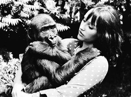 Kmotrou samiek Gáji a Goldy, které pily do praské zoo v roce 1973, se stala...