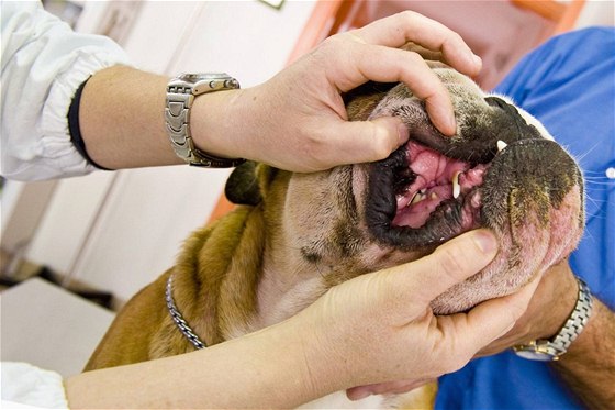 Kivé zuby mohou psm zpsobovat opakovaná zranní i zánty dásní i pater