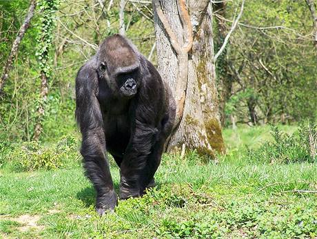 Gja v opi zoo La Valle des Singes u msteka Romagne v jihozpadn Francii (2005)