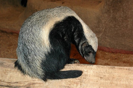 Samika medojeda kapského Káa z praské ZOO.