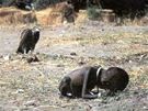 Podvyiven dt v hladomorem postienm Sdnu, se plaz k tboru OSN. (bezen 1993)