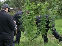 Policist likviduj dal rodu konop na zahrad manel Dvokovch v Osplov na Prostjovsku.