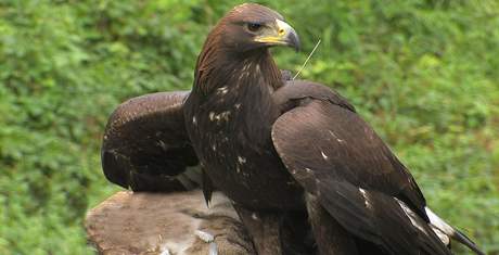 Jeden z vyputných orl skalních ve volné pírod.