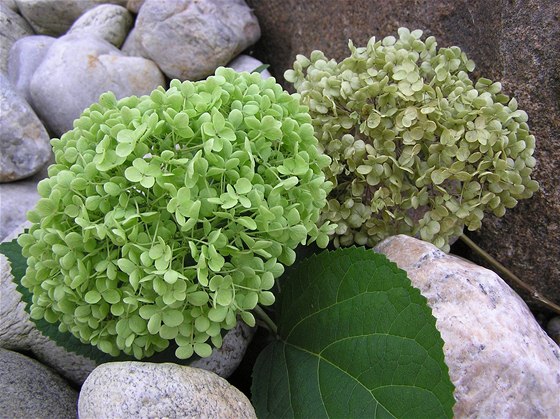 Kulovitá kvtenství hortenzie stromkovité (Hydrangea arborescens)  mívají sytou zelenou barvu pistácií. Vyzrálé kvty usuením svj pvab neztratí (vpravo)