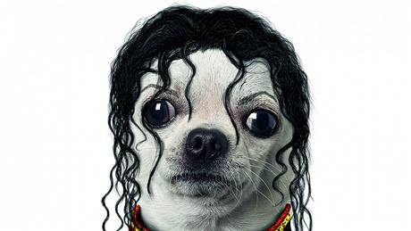 Imagemakerm spolenosti Takkoda se podailo vytvoit i psího dvojníka Michaela Jacksona