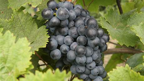 O moravská vína je zájem i v Asii (ilustraní snímek)