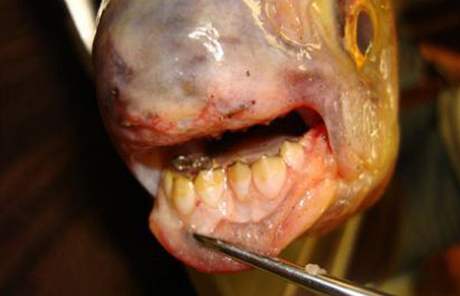Podivná ryba s lidskými zuby