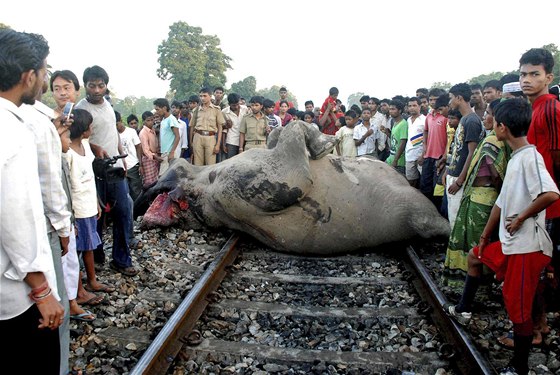Jeden ze sedmi mrtvých slon na trati v Indii (23. záí 2010)