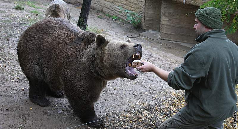 Krmení  medvd pamlsky v plzeské zoo a symbolicky je tak ukládají k zimnímu spánku 