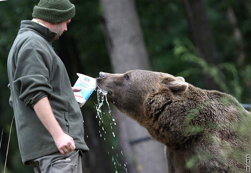 Krmení  medvd pamlsky v plzeské zoo a symbolicky je tak ukládají k zimnímu spánku 