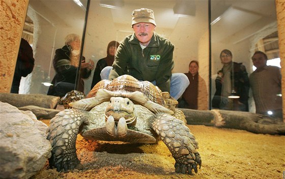 Pracovníci ZOO Ohrada v Hluboké nad Vltavou vypustili nkolik zvíat do nových prostor urených pro africká zvíata. Na snímku zoolog Ivan Kubát vypoutí elvu ostruhatou do nového terária. 